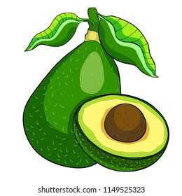 exotic fruit of tropical avocado  vector illustration