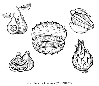 exotic fruit vector sketch set