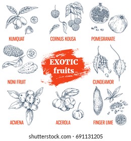 Exotic Fruits collection. Kumquat, Cornus Kousa, Pomegranate, Noni, Cundeamor, Acmena, Acerola, Finger lime. Hand drawn vector illustration, vintage engraving style.