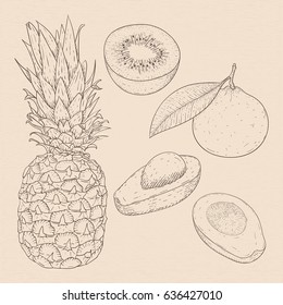 Exotic fruits. Hand drawn sketch on beige background. Vector illustration