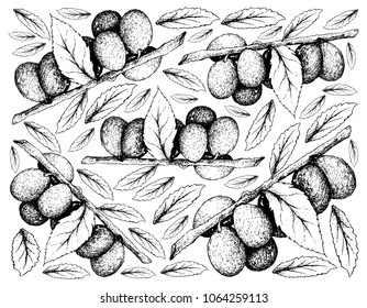 Exotic Fruits, Illustration Wallpaper Background of Hand Drawn Sketch Bunch of Damson Plum or Prunus Domestica Fruits. High in Vitamin C and Riboflavin or Vitamin B2 with Essential Nutrient for Life.