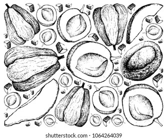 Exotic Fruits, Illustration Wallpaper Background of Hand Drawn Sketch Apricot and Chayote or Sechium Edule Fruits.