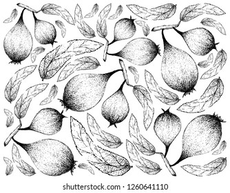 Exotic Fruits, Illustration Wallpaper of Hand Drawn Sketch of Humbug Fruits or Easter Pears Isolated on White Background.