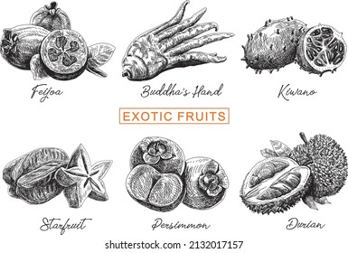 Exotic fruits set. Sketchy hand-drawn illustrations.