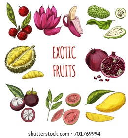 Exotic fruits, vector hand drawn collection. Bayberry, pink bananas, noni, durian, pomegranate, mangosteen, guava, mango.