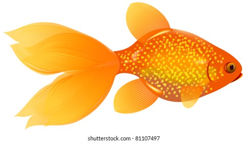 Exotic goldfish with magnificent fins, tail and iridescent scales