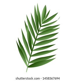 Exotic green leaf of a tropical plant on white background. Beautiful botanical isolated design element, tropic jungle palm plant, vector illustration