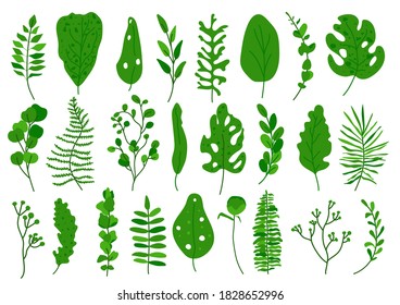 Exotic green tropical leaf set. Hand drawn different abstract jungle floral botanic element leaves palm, monstera for decorative composition or invitation card Isolated on white vector illustration