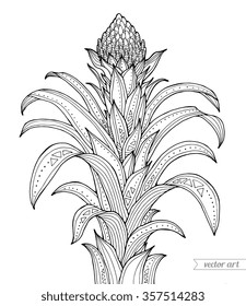 Exotic Guzmania flower. Vector engraving botany artwork. Coloring book page for adult. Summer beach bohemia concept for invitation card, ticket, branding, boutique logo, label, emblem. Black and white