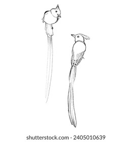 Exotic hand drawn art of bird.