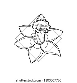 Exotic hawaii flower in geometric background. Simple icon composition. Vector illustration. Line work. Modern monochrome logotype. Nature representation.