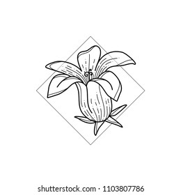 Exotic hawaii flower in geometric background. Simple icon composition. Vector illustration. Line work. Modern monochrome logotype. Nature representation.