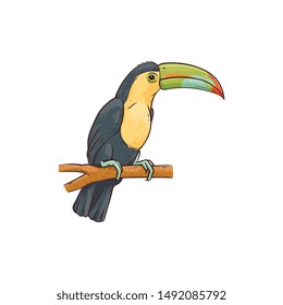 Exotic hawaiian tropical bird tukan sitting on branch illustration cartoon style for summer tropical paradise advertising vacation design vector isolated on white background.