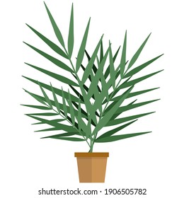 Exotic home plant in pot flat vector. Indoor decorative potted houseplant with green foliage isolated on white background