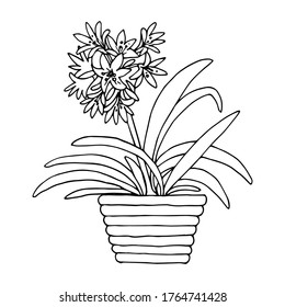 exotic houseplant, clivia miniata, isolated illustration, vector image, sketch, doodle