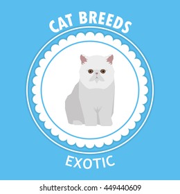 Exotic, Isolated cat breed, Vector illustration
