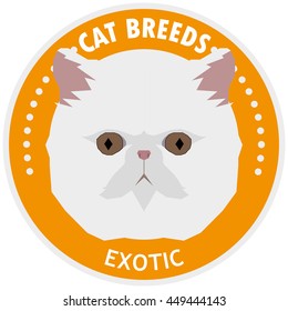 Exotic, Isolated cat breed, Vector illustration