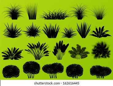 Exotic jungle bushes grass, reed, palm tree wild plants detailed silhouettes illustration collection background vector