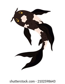 aislado de peces exóticos koi