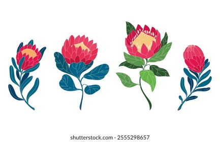 Exotic large flower. Hand drawn vector illustration. Bright minimalistic protea. Set of different protea flowers.