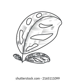 icono botánico de hoja exótica aislado