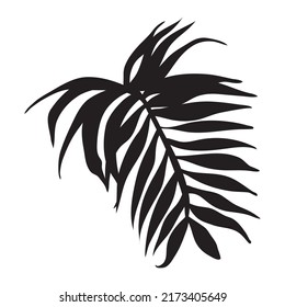 exotic leaf palm silhouette icon