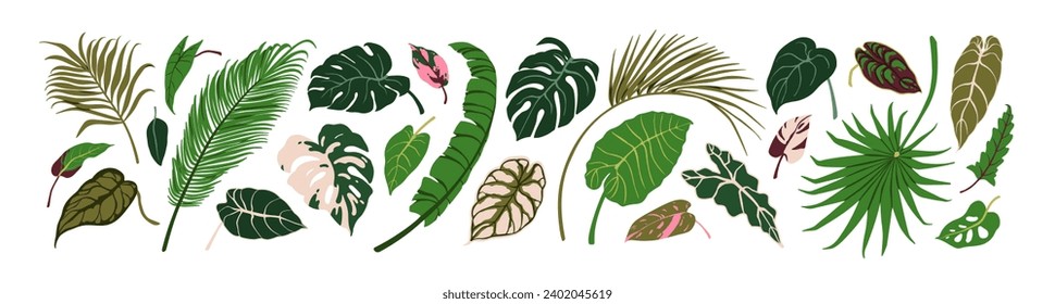 Juego de hojas exóticas. Hojas tropicales de la jungla. Plantas verdes, palmeras, monstera, plátano. Elementos de diseño ecológico natural. Decoración botánica. Ilustración vectorial gráfica plana aislada en fondo blanco