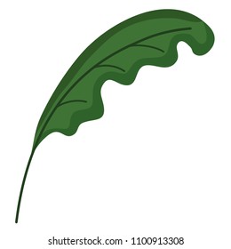 exotic leaf style botanic plant