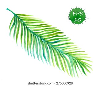 Exotic leaf. Tropical palm. Vector water color