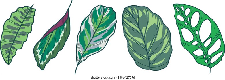 Exotic leaf vector drawings of Monstera Adansonii, Calathea Lancifolia, Medaillon, White Fusion and Makoyana