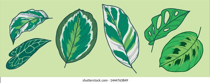 Exotic leaf vector drawings of Monstera Adansonii, Calathea Medallion, Medaillon, White Fusion, Pothos and Anthurium