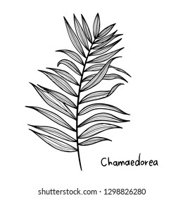 Exotic Leaf Vintage vector botanical illustration drawn by hand - Vector EPS
