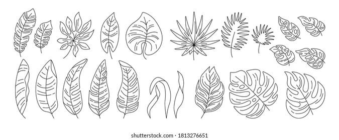 Exotic leaves black linear cartoon set. Tropical foliage, flat line plants. Monstera, branches and wild leaf collection. Hawaiian hand drawn outline jungle. Vector illustration on white background