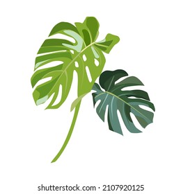 Exotic leaves of monstera on white background. Vector illustration