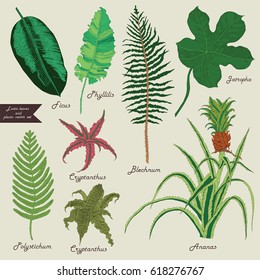 Exotic leaves and plants color set. Vector.