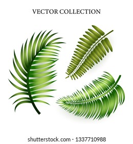 Exotic leaves set. Beauty, nature, jungle. Can be used for topics like art, design, tropics