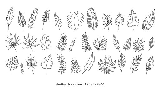 Exotic leaves set black and white vector illustration