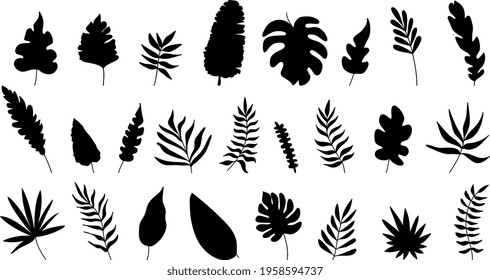  Exotic leaves set black and white vector illustration