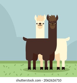 exotic llamas animal in the grass