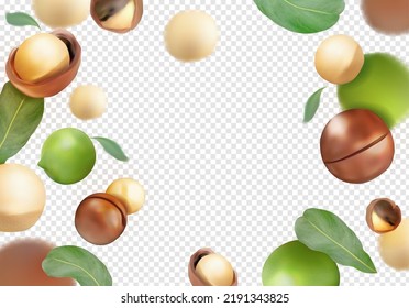 Exotic macadamia nut. Vector illustration.