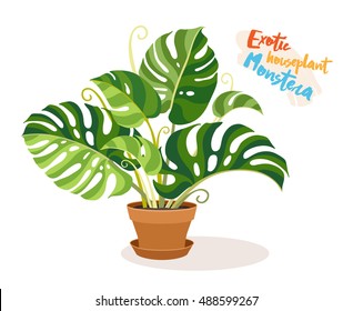 Exotic Monstera in a ceramic pot. Green indoor, office and house plant. Flat vector illustration isolated on white background.
