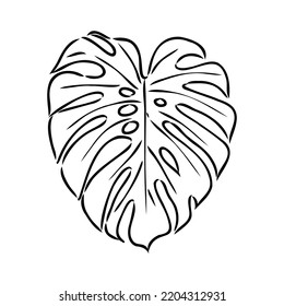 Exotic monstera. Continuous one-line drawing. Handmade summer tropical leaf on white background. Minimalist design. Maranta leaf.