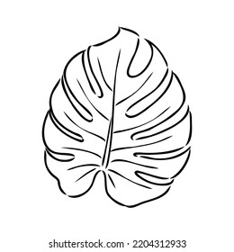 Exotic monstera. Continuous one-line drawing. Handmade summer tropical leaf on white background. Minimalist design. Maranta leaf.