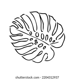 Exotic monstera. Continuous one-line drawing. Handmade summer tropical leaf on white background. Minimalist design. Maranta leaf.
