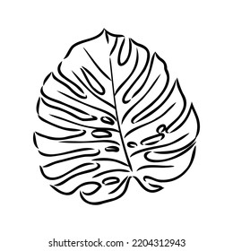 Exotic monstera. Continuous one-line drawing. Handmade summer tropical leaf on white background. Minimalist design. Maranta leaf.
