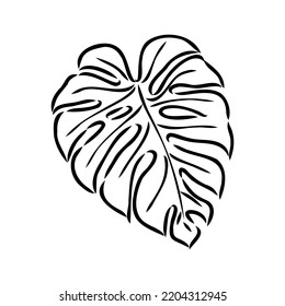 Exotic monstera. Continuous one-line drawing. Handmade summer tropical leaf on white background. Minimalist design. Maranta leaf.