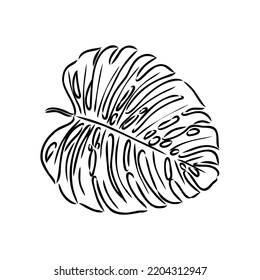 Exotic monstera. Continuous one-line drawing. Handmade summer tropical leaf on white background. Minimalist design. Maranta leaf.