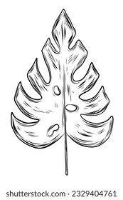Exotic monstera leaf in sketch style. Vector simple illustration