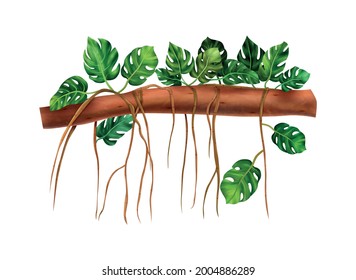 Exotic monstera vine twining round tree branch realistic vector illustration