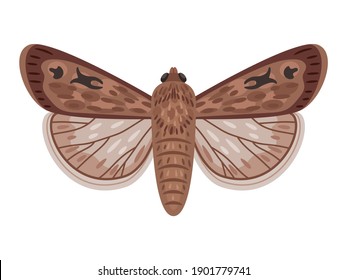 Exotic moth. Cartoon night insect with wings, flying amazing big australian butterfly, vector illustration of bogong moth isolated on white background